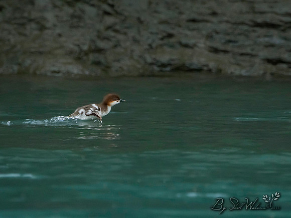 Merganser duckling