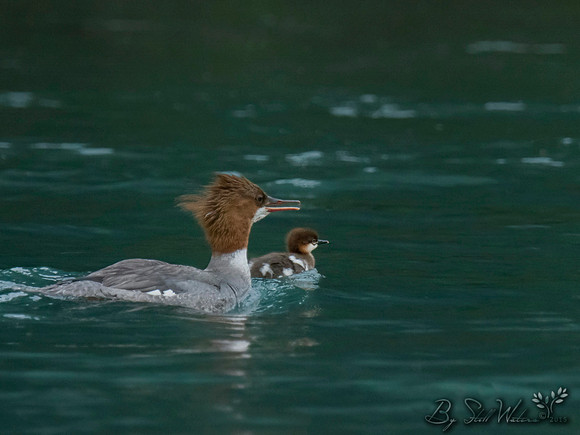 Merganser female and duckling