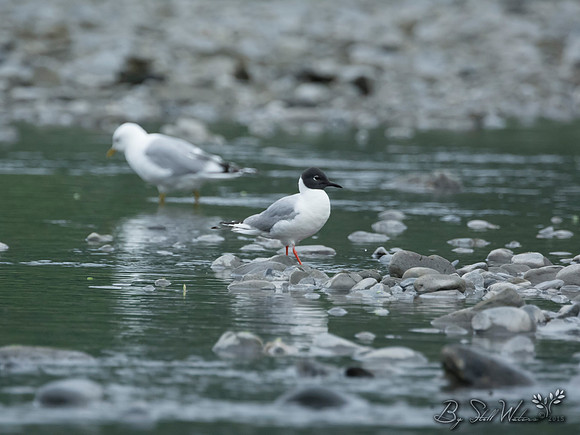 Bonaparte gull