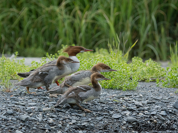 Common merganser female with ducklings