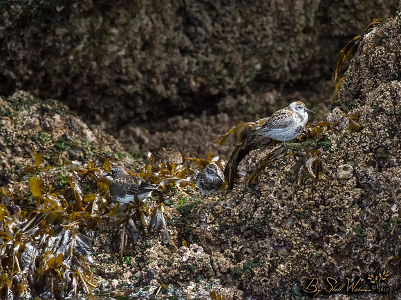 Rock Sandpiper