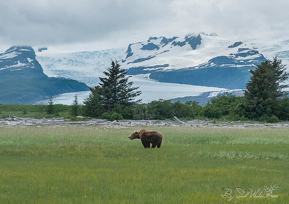 Brown grizzly bear at Katmai National Park Alaska