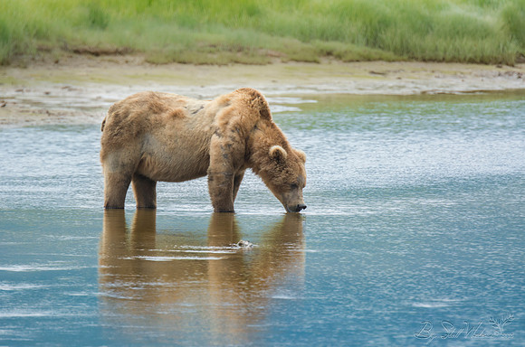 Brown grizzly bear at Katmai National Park Alaska