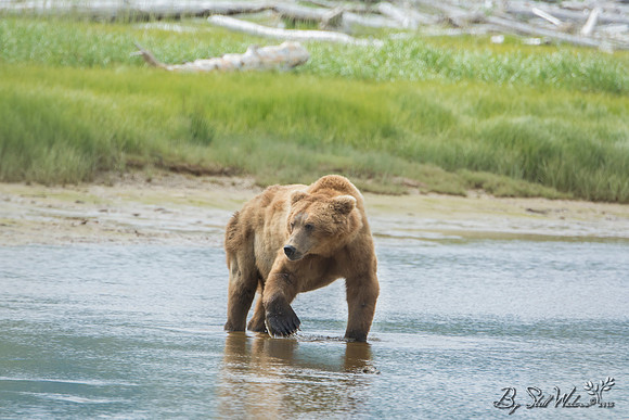 Brown grizzly bear at Katmai National Park Alaska