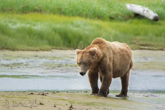 Brown grizzly bear at Katmai National Park Alaska