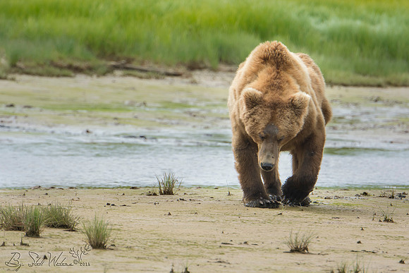 Brown grizzly bear at Katmai National Park Alaska