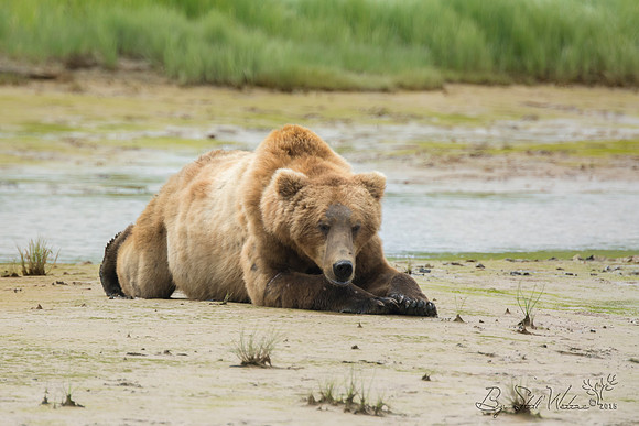 Brown grizzly bear at Katmai National Park Alaska