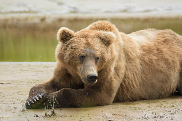 Brown grizzly bear at Katmai National Park Alaska