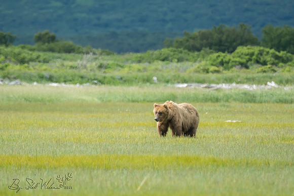 Brown grizzly bear at Katmai National Park Alaska