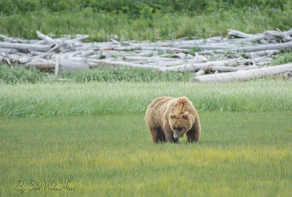 Brown grizzly bear at Katmai National Park Alaska