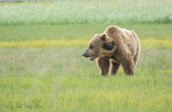 Brown grizzly bear at Katmai National Park Alaska