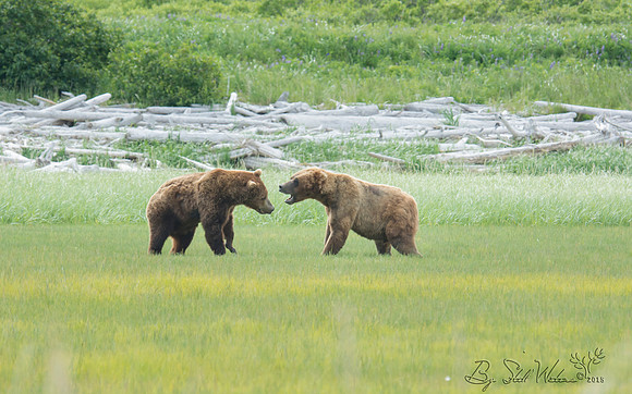 Brown grizzly bear at Katmai National Park Alaska