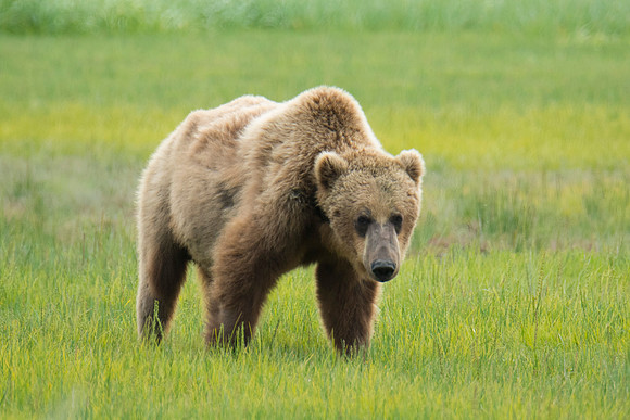 Brown grizzly bear at Katmai National Park Alaska