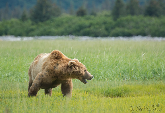 Brown grizzly bear at Katmai National Park Alaska
