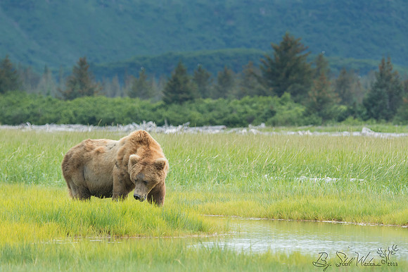 Brown grizzly bear at Katmai National Park Alaska