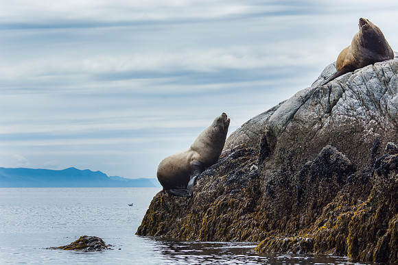 Sea lions