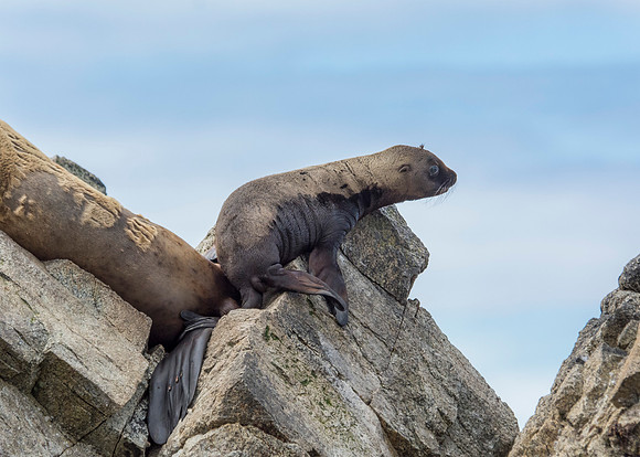 Sea lion pup