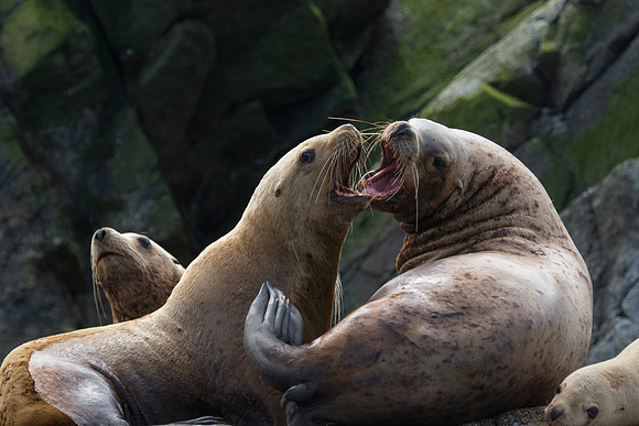 Sea lions
