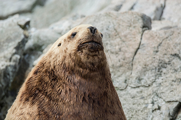 Sea lions