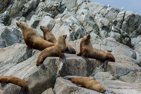 Sea lions