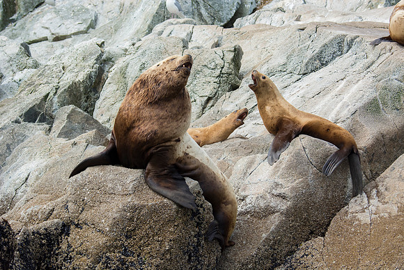 Sea lions