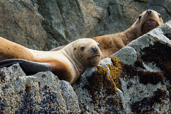 Sea lions