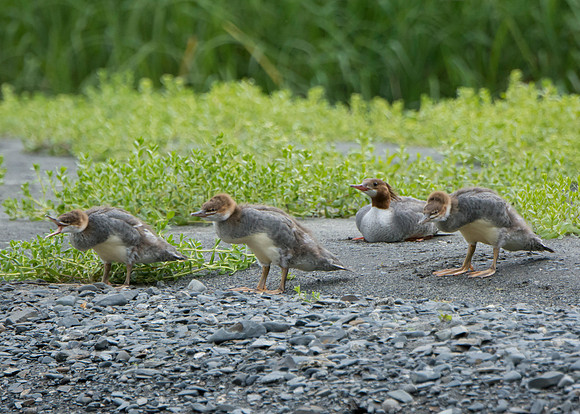 Common merganser chicks and female