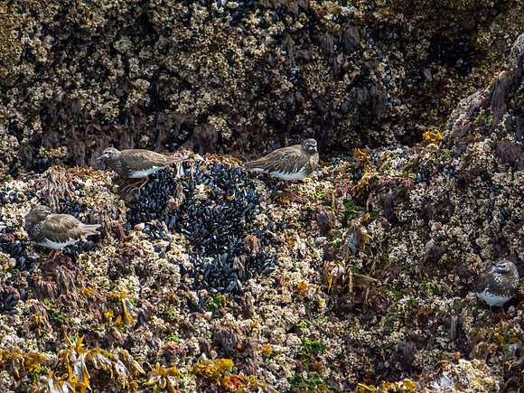Black turnstones