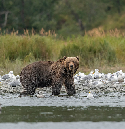 Kodiak