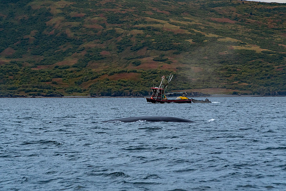 Kodiak