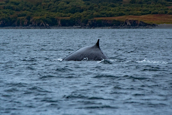 Kodiak