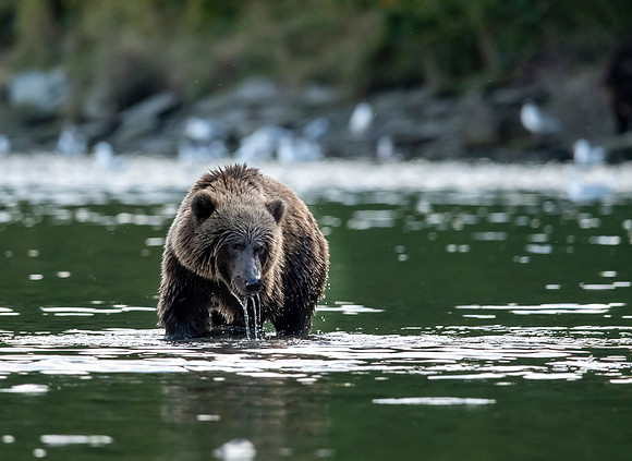 Kodiak