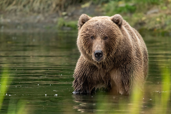 Kodiak