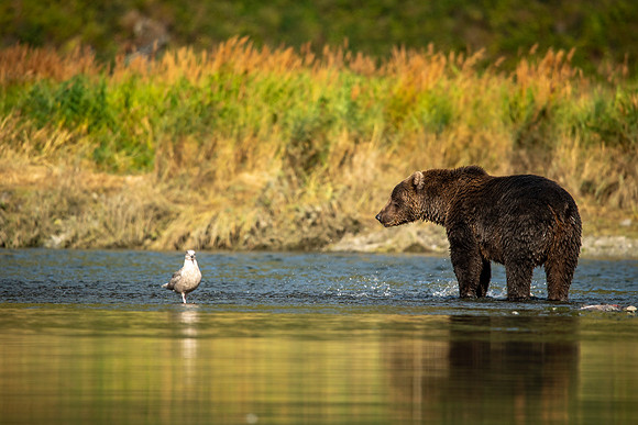 Kodiak