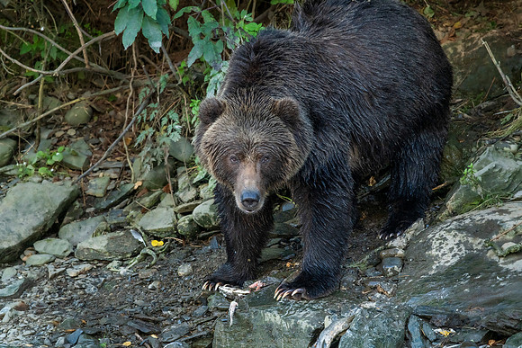 Kodiak