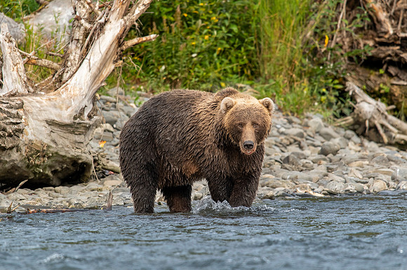 Kodiak