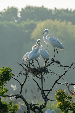 Great Egret Chicks
