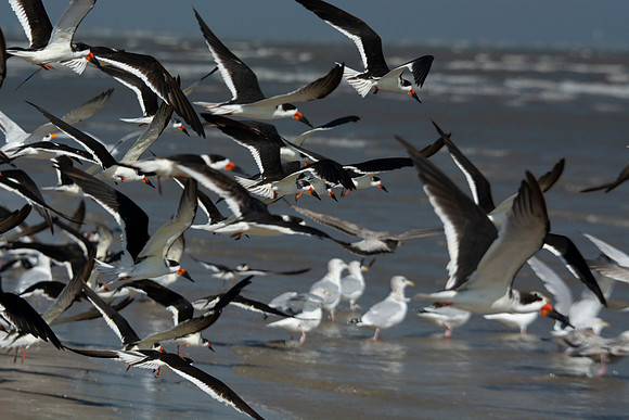 Black Skimmers