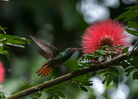 Costa Rica Zoo Ave