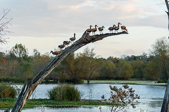 Black bellied whistling ducks