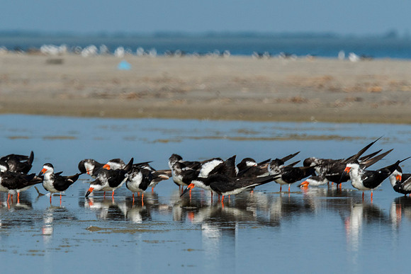 Black Skimmers