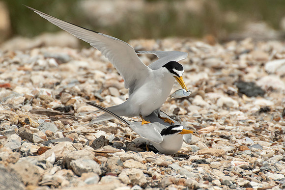 Least tern
