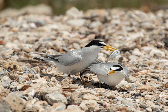 Least tern