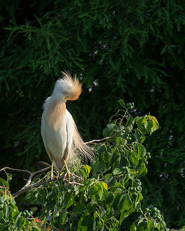 Cattle Egret Resoft Park