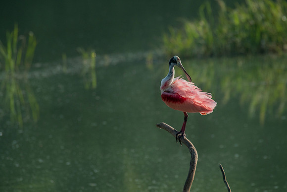 Roseate Spoonbill HighIsland