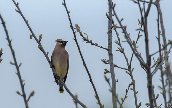 CedarWaxwings