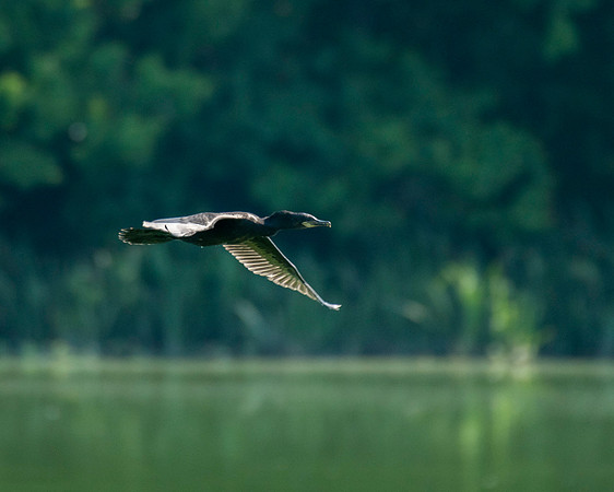 Cormorant High Island