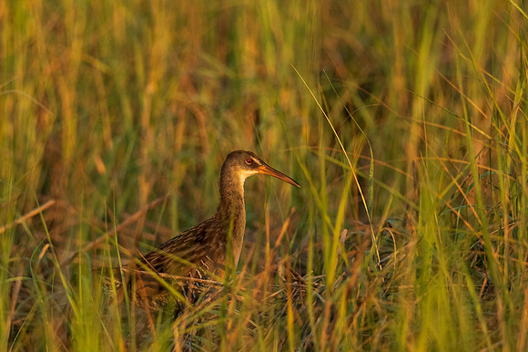 Clapper rail