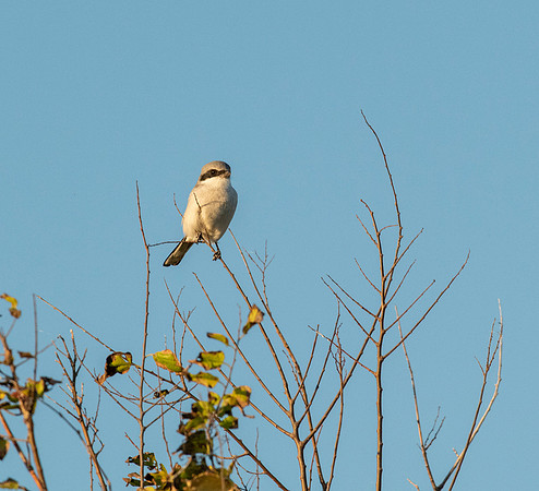 Loggerhead Shrike