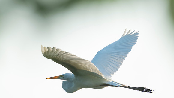 Snowy Egret